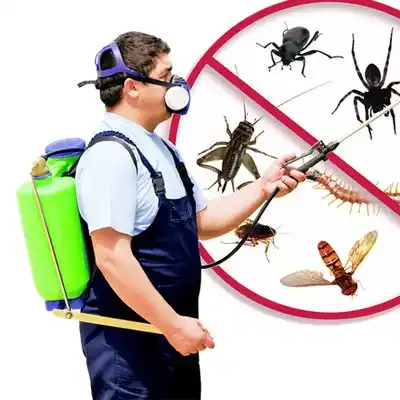 pest control Lebanon Junction